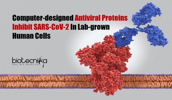 Computer-designed Antiviral Proteins