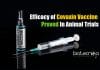 Efficacy Of India’s Covid-19 Vaccine Covaxin Proved in Animal Trials Covaxin efficacy in animal trial