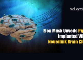 Elon Musk's Neuralink In A Pig