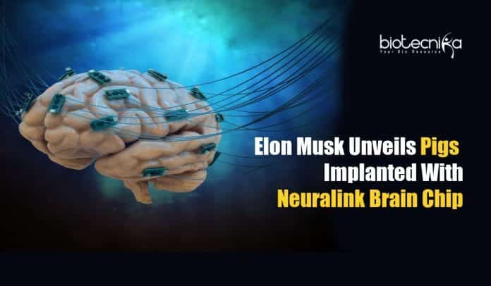 Elon Musk's Neuralink In A Pig
