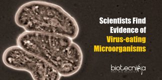 Evidence of Virus-eating Microorganisms