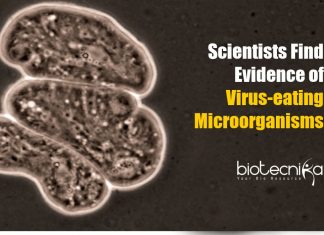 Evidence of Virus-eating Microorganisms