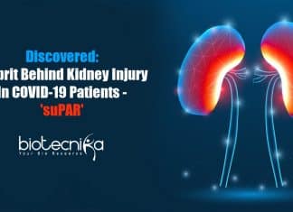 suPAR - culprit behind kidney injury