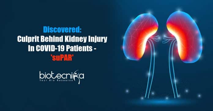 suPAR - culprit behind kidney injury