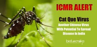 Cat Que Virus