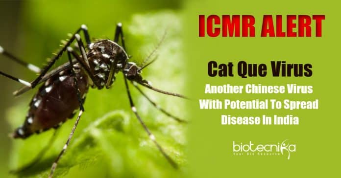 Cat Que Virus