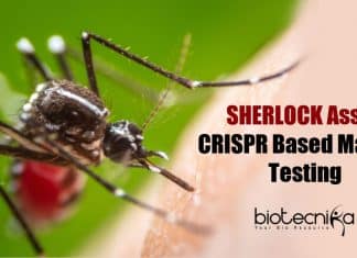 SHERLOCK assay