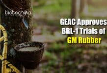 GEAC Approves BRL-1 Trials of GM Rubber Developed By Assam Rubber Board BRL-1 trials of GM rubber