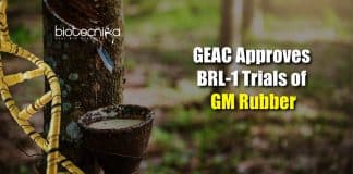 BRL-1 trials of GM rubber
