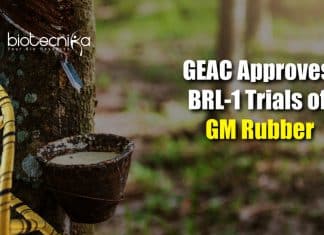 BRL-1 trials of GM rubber