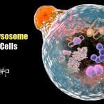 Optical Imaging Technique for Lysosome
