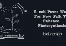 new path to enhance photosynthesis