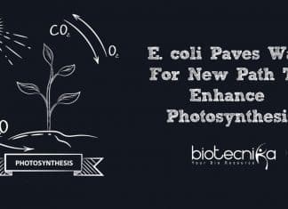 E. coli Paves Way For New Path To Enhance Photosynthesis new path to enhance photosynthesis