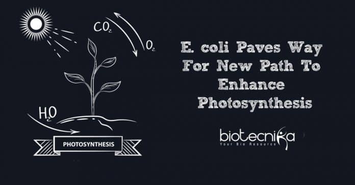 new path to enhance photosynthesis
