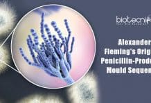 Alexander Fleming’s Original Penicillin-Producing Mould Sequenced Fleming's original Penicillium sequenced
