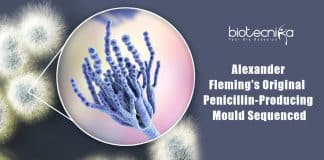 Fleming's original Penicillium sequenced