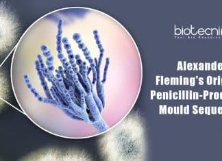 Fleming's original Penicillium sequenced