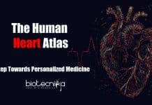 The Human Heart Atlas – A Step Towards Personalized Medicine Human heart atlas