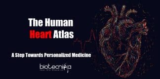 Human heart atlas