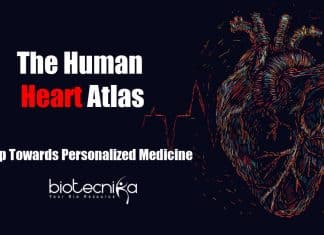 Human heart atlas