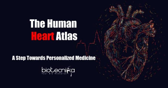 Human heart atlas