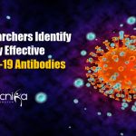 Highly Effective Covid-19 Antibodies Identified By Researchers Highly Effective Covid-19 Antibodies
