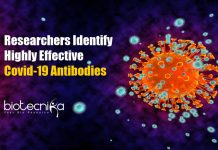 Highly Effective Covid-19 Antibodies Identified By Researchers Highly Effective Covid-19 Antibodies