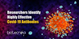 Highly Effective Covid-19 Antibodies