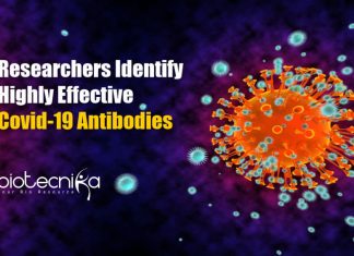 Highly Effective Covid-19 Antibodies