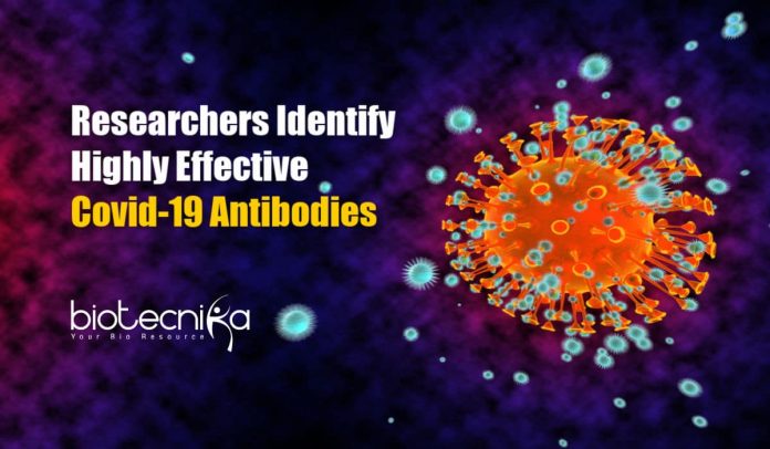 Highly Effective Covid-19 Antibodies