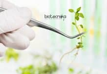 Kerala Forest Research Institute Vacancy – Botany Project Fellow Job KFRI Vacancy