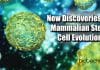 New Insight Into Mammalian Stem Cell Evolution Mammalian stem cell evolution