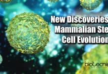 New Insight Into Mammalian Stem Cell Evolution Mammalian stem cell evolution