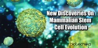 Mammalian stem cell evolution