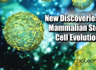 Mammalian stem cell evolution