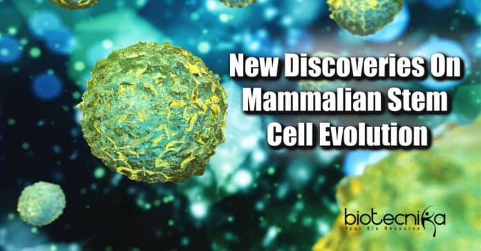 Mammalian stem cell evolution