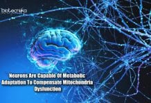 Neurons Can Remain Functional Despite Mitochondrial Damage Metabolic Adaptation in Neurons