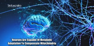 Metabolic Adaptation in Neurons