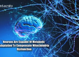 Metabolic Adaptation in Neurons