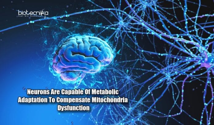 Metabolic Adaptation in Neurons