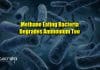 Methane Eating Bacteria Degrades Ammonium Too : Discovery By Radboud University Scientists Methane-eating bacteria degrades ammonium