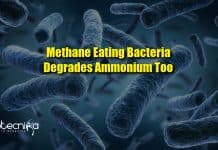 Methane Eating Bacteria Degrades Ammonium Too : Discovery By Radboud University Scientists Methane-eating bacteria degrades ammonium