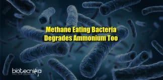 Methane-eating bacteria degrades ammonium