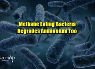 Methane-eating bacteria degrades ammonium