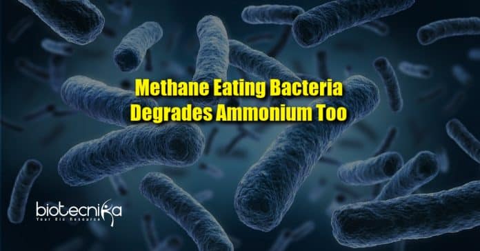 Methane-eating bacteria degrades ammonium