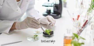 NIPGR Project Associate Jobs