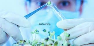 NIPGR Vacancies For Biotech