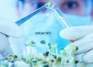 NIPGR Vacancies For Biotech