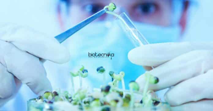 NIPGR Vacancies For Biotech
