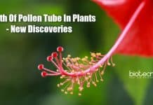 Growth Of Pollen Tube In Plants – New Discoveries New discoveries on pollen tube growth